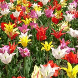 Tulipe fleurs de lis en mlange